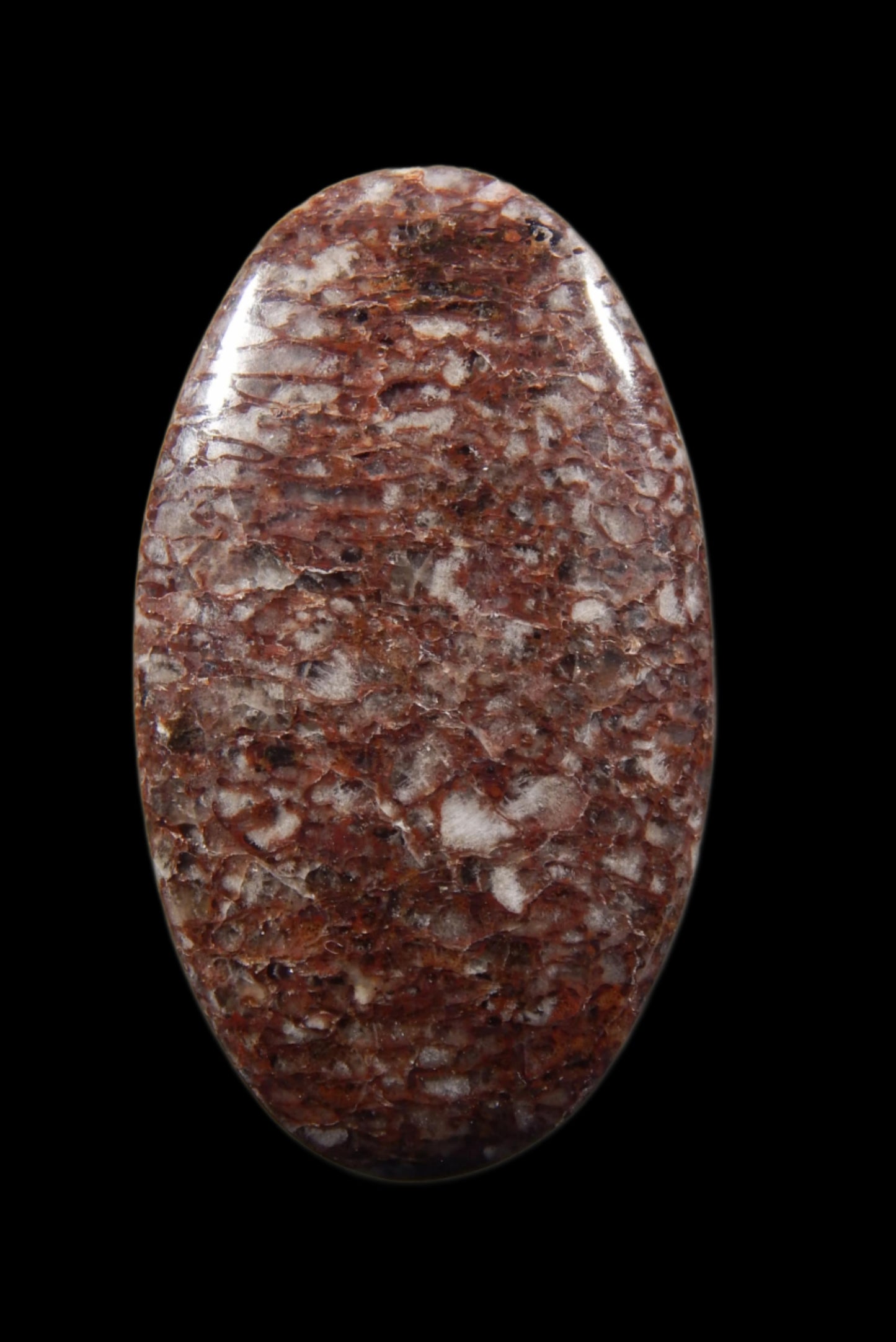 Dino Bone Fossil Cabochon