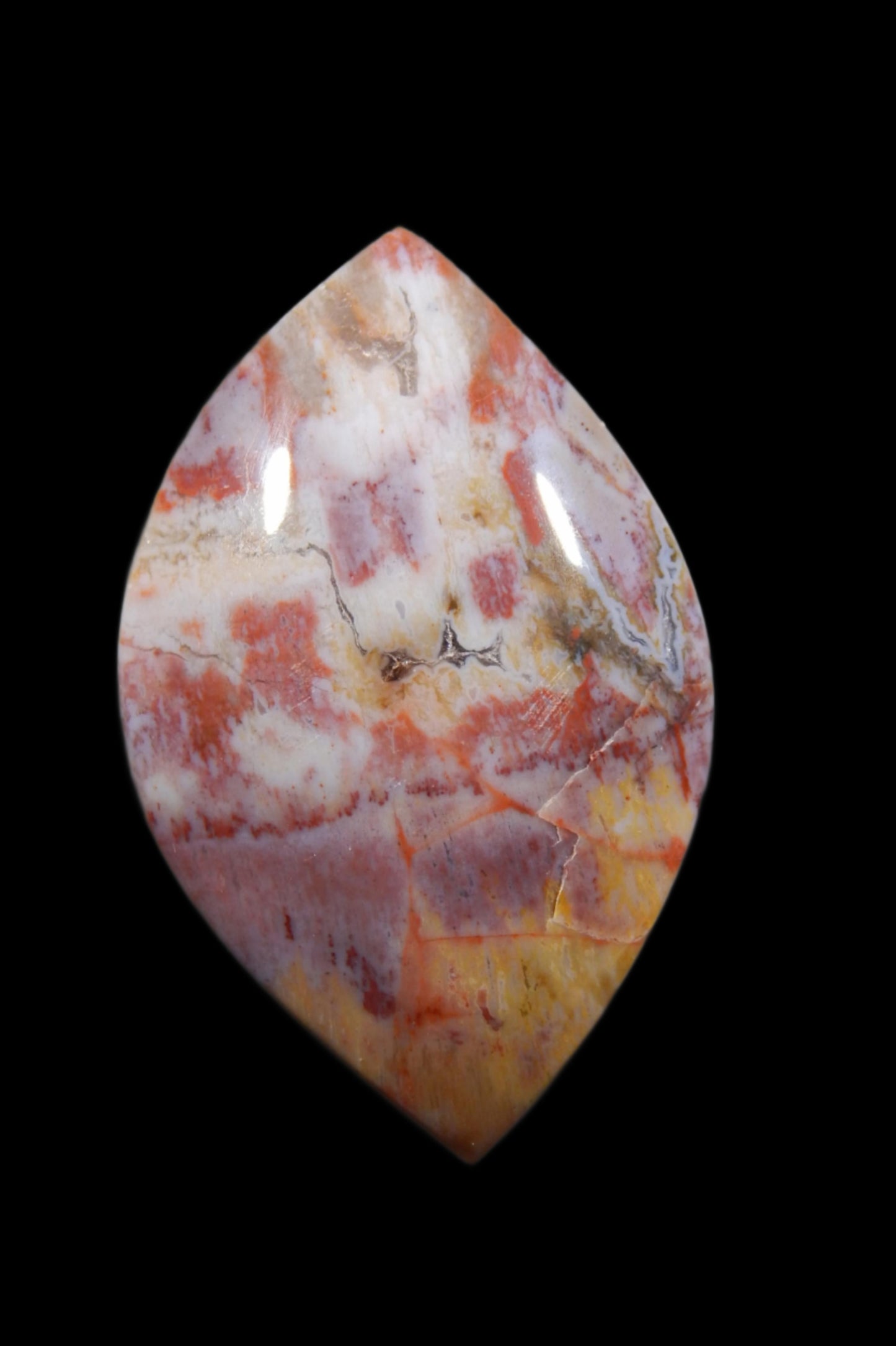 Petrified Wood Cabochon